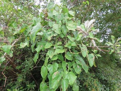 Cissus fragilis