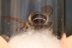 Megachile ericetorum