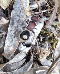 Sigilla dorsata