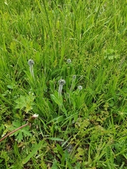 Pilosella caespitosa