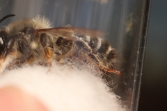 Megachile ericetorum