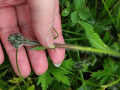 Pilosella caespitosa