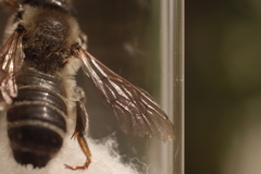 Megachile ericetorum