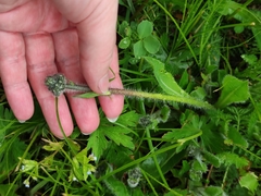 Pilosella caespitosa
