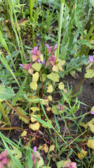 Lamium purpureum