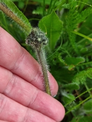 Pilosella caespitosa
