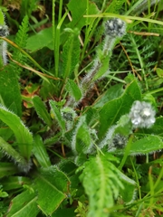 Pilosella caespitosa