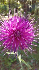 Cirsium carolinianum