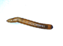 Elateridae