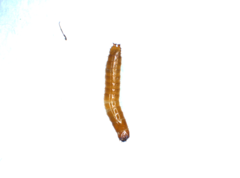 Elateridae
