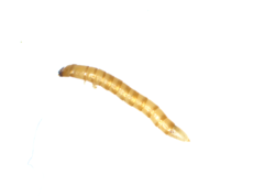Elateridae
