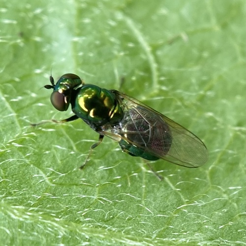 Black-horned Gem Fly photo 5