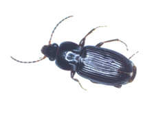 Pedius longicollis