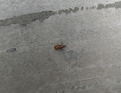 Belonochilus numenius