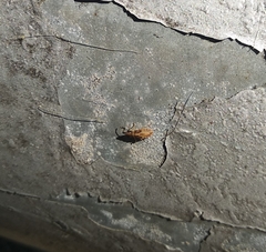 Belonochilus numenius