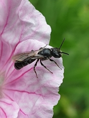 Foveosmia