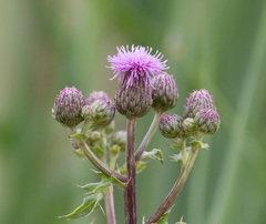 Cirsium arvense