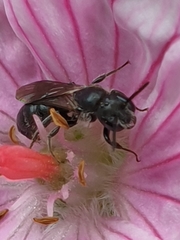 Foveosmia