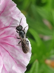 Foveosmia