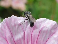 Foveosmia