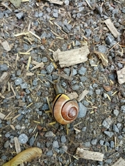 Cepaea nemoralis