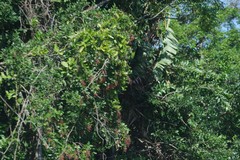 Smilax anceps
