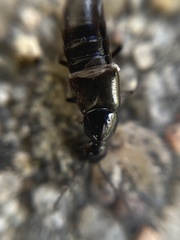 Aleochara bilineata
