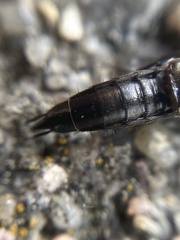 Aleochara bilineata