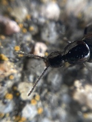 Aleochara bilineata