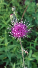 Cirsium carolinianum