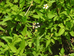 Sataspes