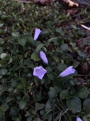 Ruellieae