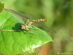 Arigomphus submedianus