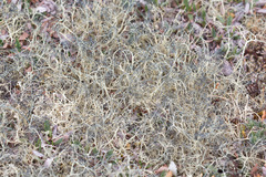 Alectoria ochroleuca