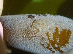 Corambe pacifica