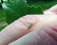 Populicerus albicans