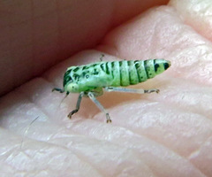 Populicerus albicans