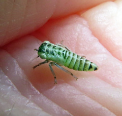 Populicerus albicans