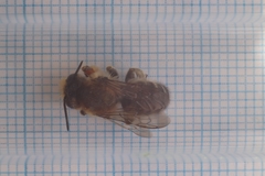 Megachile willughbiella