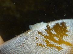 Corambe pacifica