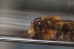 Megachile willughbiella