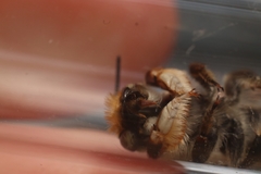 Megachile willughbiella