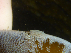 Corambe pacifica