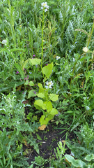 Alliaria petiolata