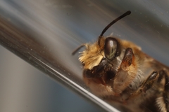Megachile willughbiella
