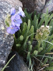 Polemonium viscosum