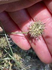 Trifolium obtusiflorum