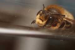 Megachile willughbiella
