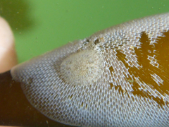 Corambe pacifica