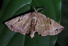 Phiditia scriptigera